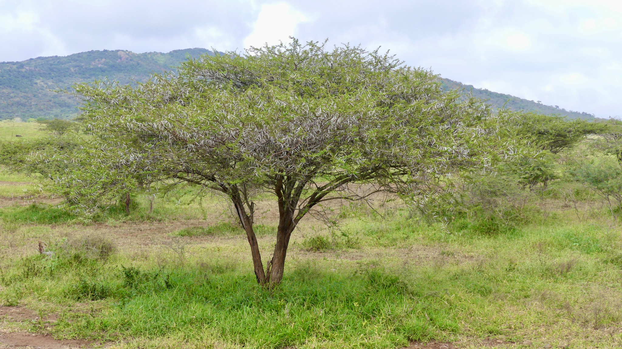 Fever Tree